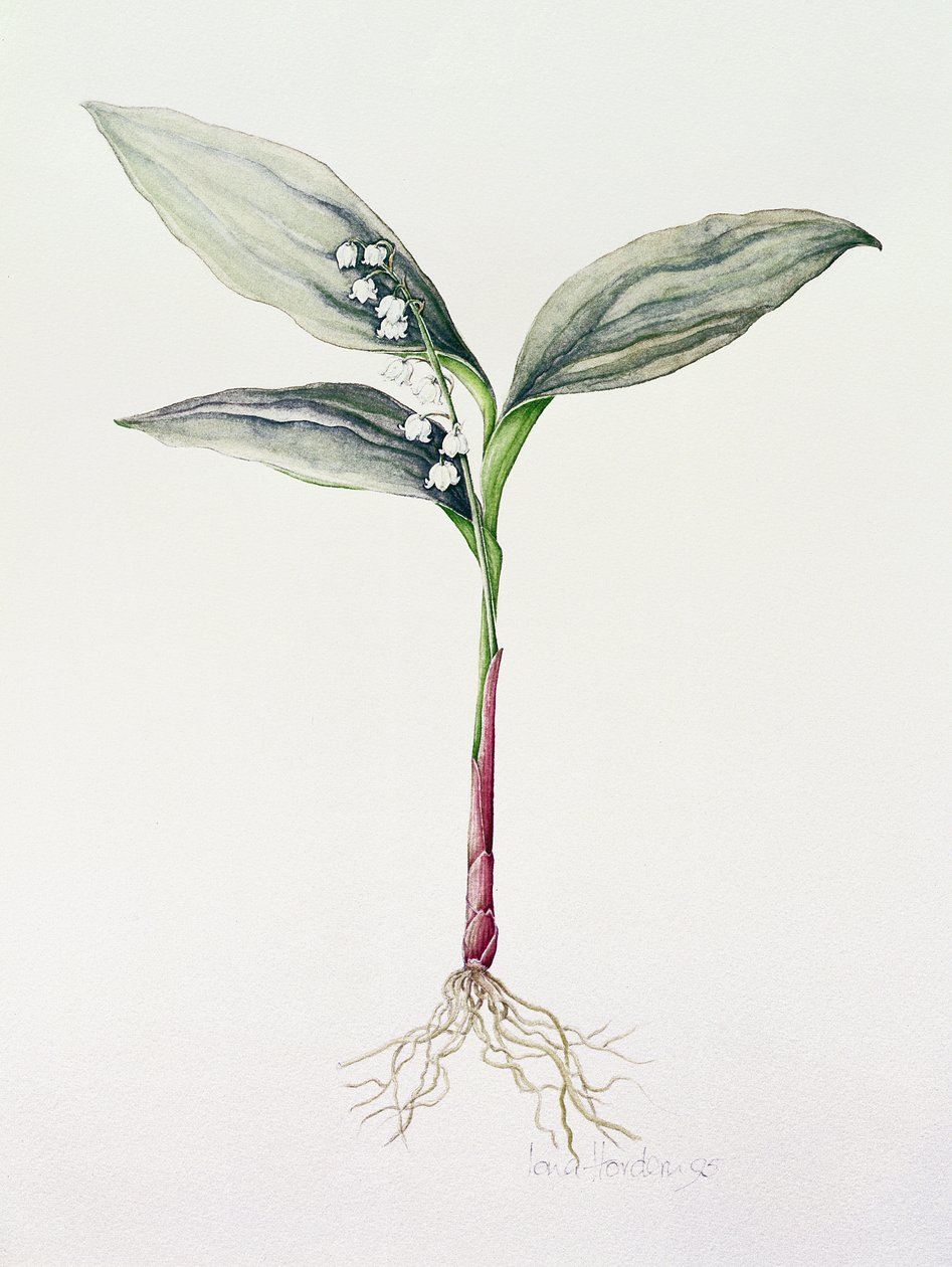 Konwalia, 1995 (wc) autorstwa Iona Hordern