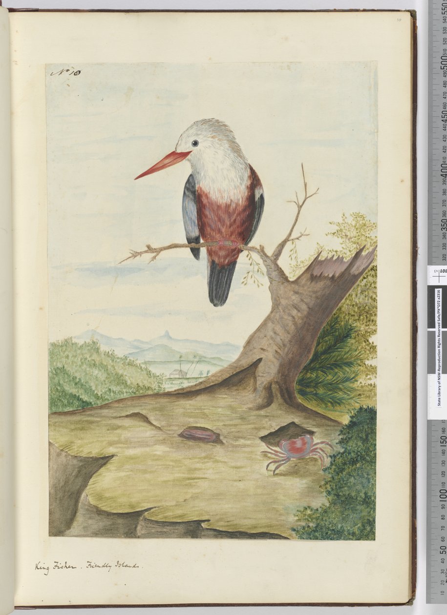 F.10 Król rybak. Przyjazne wyspy, 1772-75 (wc) autorstwa Isaac Smith