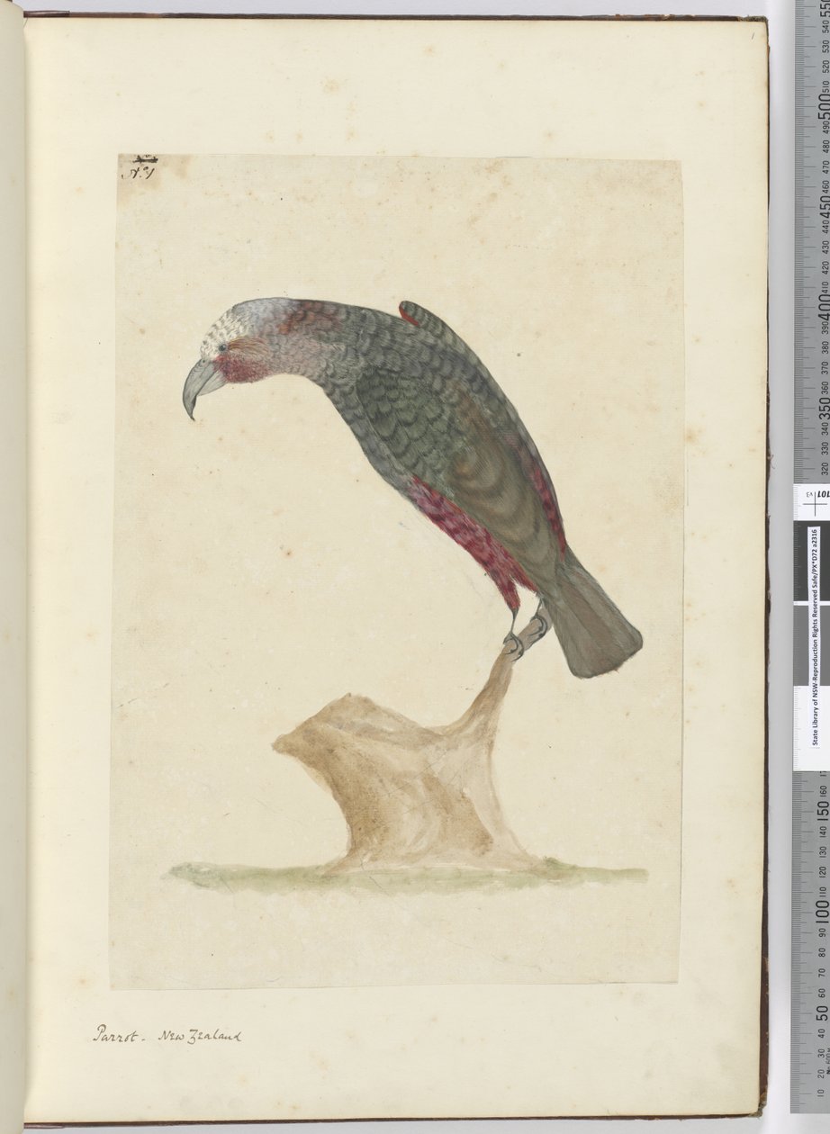 F.1 Parrot, Nowa Zelandia, 1772-75 (wc) autorstwa Isaac Smith