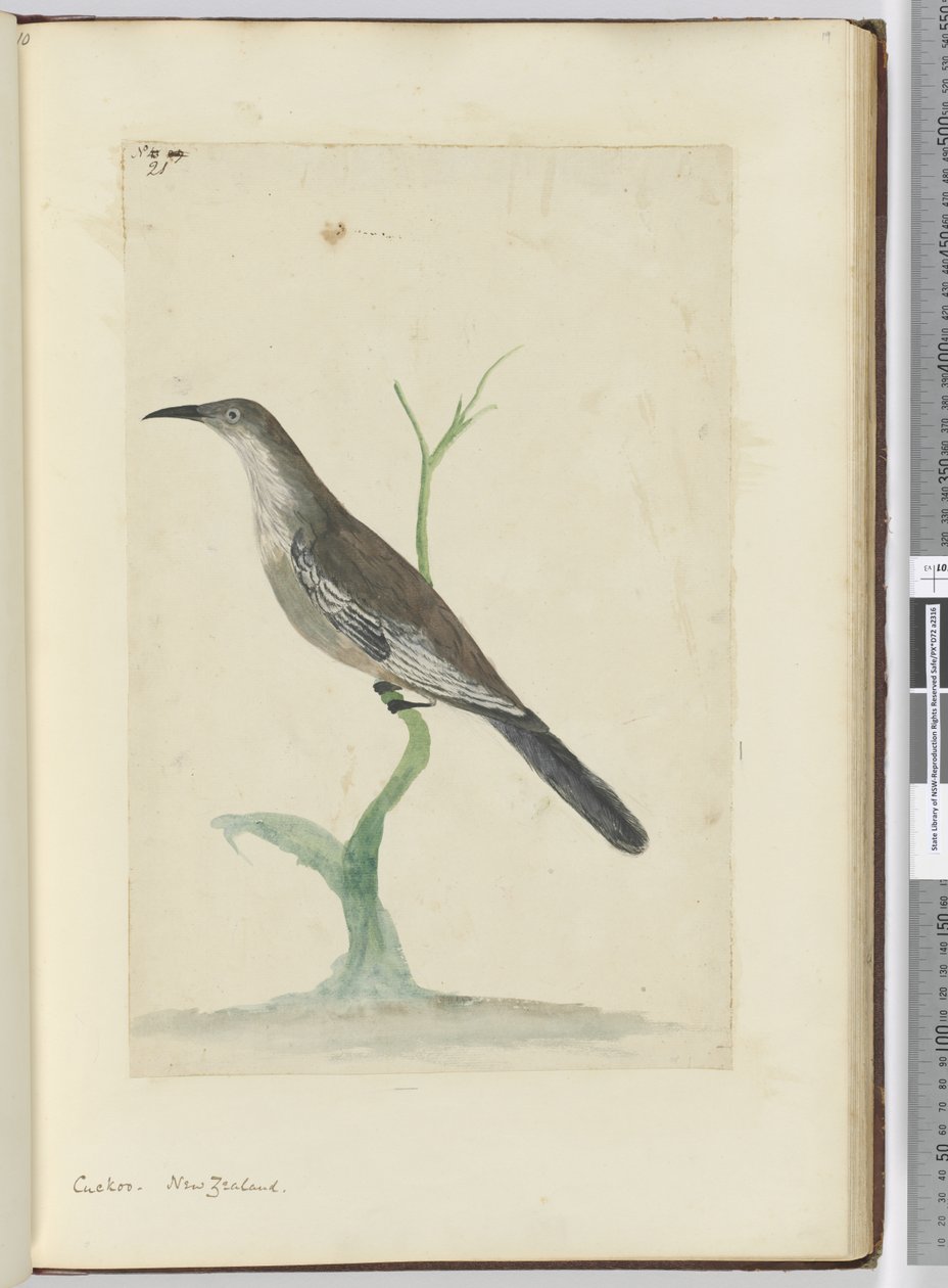 F.21 Kukułka. Nowa Zelandia, 1772-75 (wc) autorstwa Isaac Smith