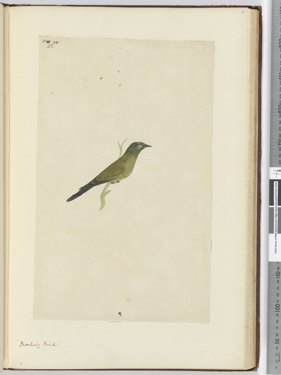 F.22 Przedrzeźniający ptak, 1772-75 (wc) autorstwa Isaac Smith