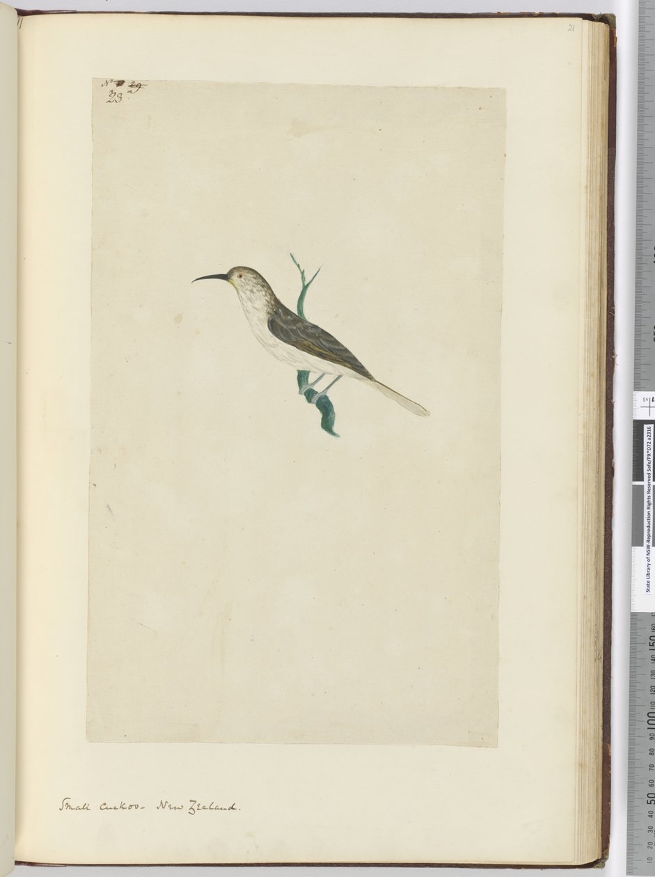 F.23 Mała kukułka. Nowa Zelandia, 1772-75 (wc) autorstwa Isaac Smith