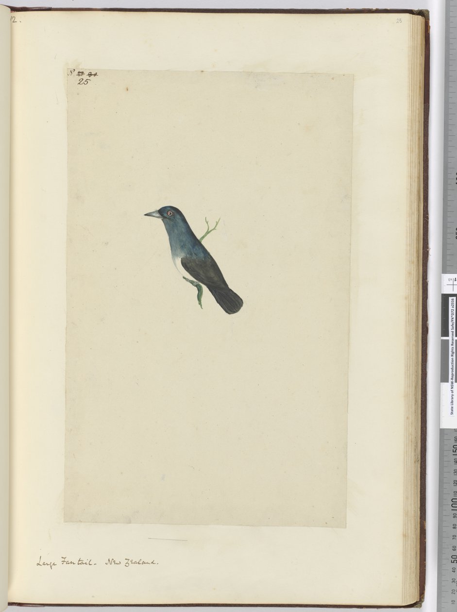 F.25 Duży wachlarz. Nowa Zelandia, 1772-75 (wc) autorstwa Isaac Smith