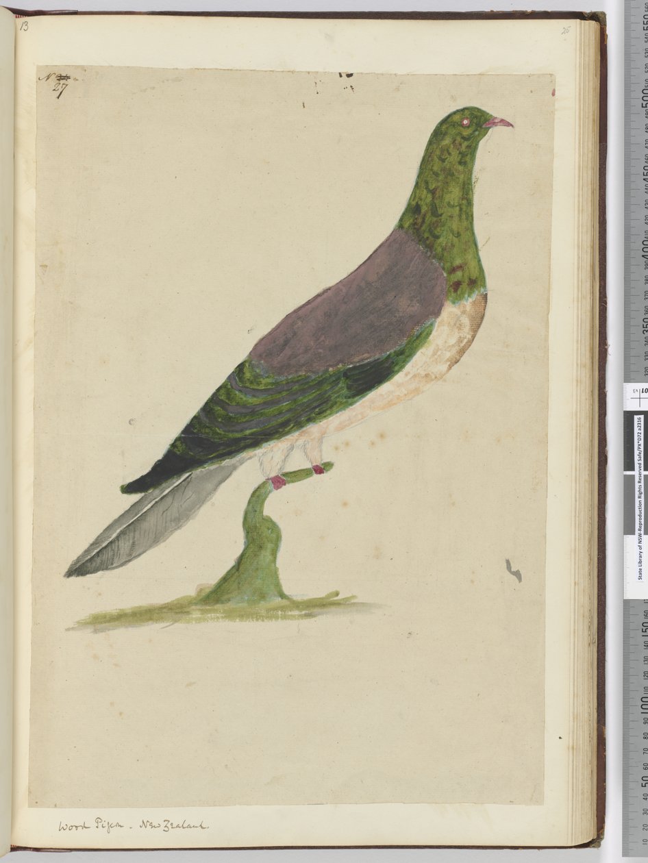 F.27 Gołąb leśny. Nowa Zelandia, 1772-75 (wc) autorstwa Isaac Smith