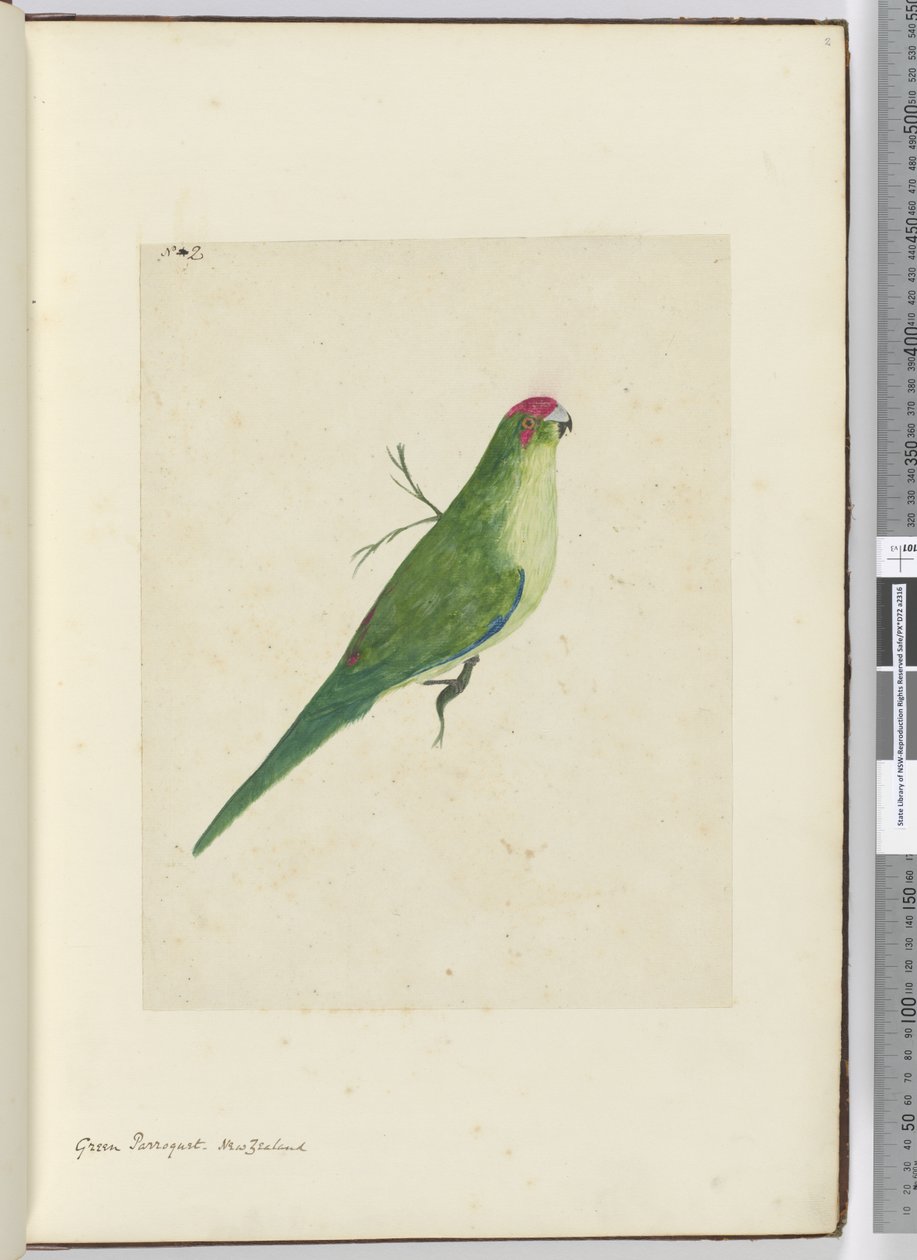 F.2 Zielona papuga. Nowa Zelandia, 1772-75 (wc) autorstwa Isaac Smith