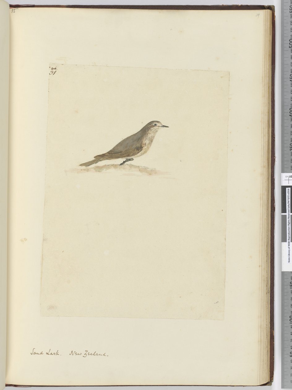 F.31 Skowronek piaskowy. Nowa Zelandia, 1772-75 (wc) autorstwa Isaac Smith