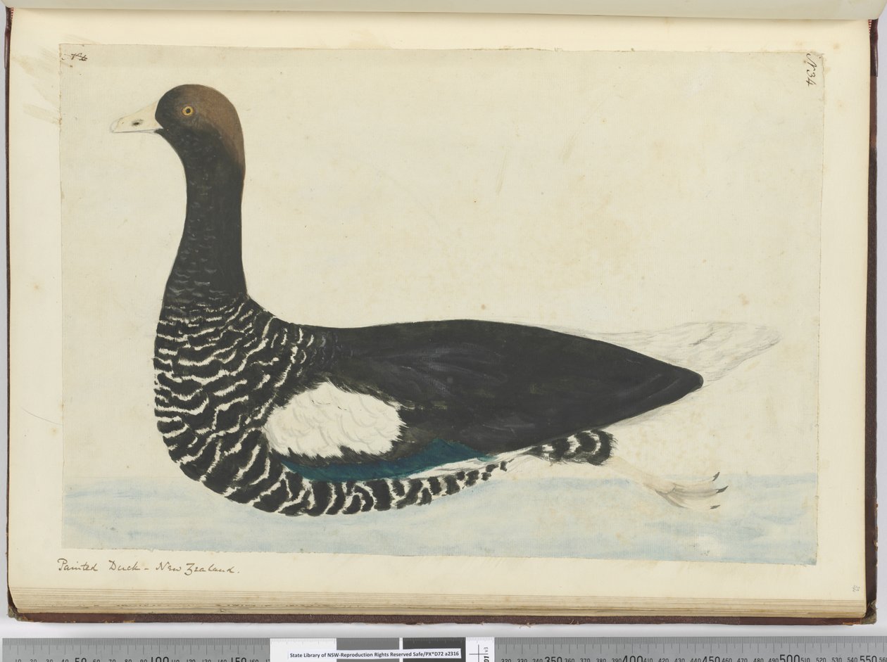 F.34 Malowana kaczka. Nowa Zelandia, 1772-75 (wc) autorstwa Isaac Smith