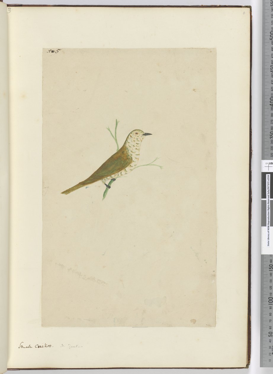 F.5 Mała kukułka. Nowa Zelandia, 1772-75 (wc) autorstwa Isaac Smith