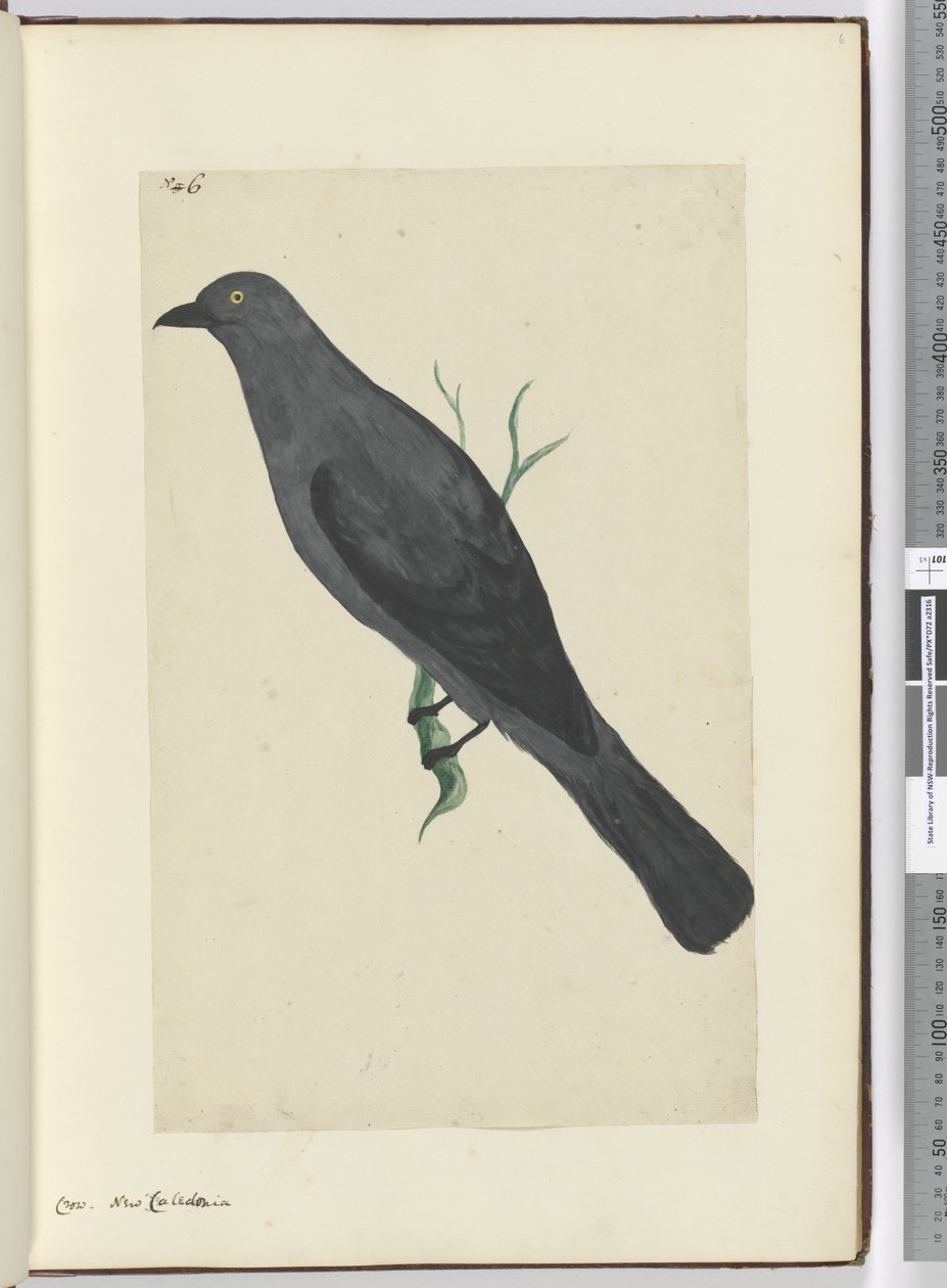 F.6 Wrona. Nowa Kaledonia, 1772-75 (wc) autorstwa Isaac Smith
