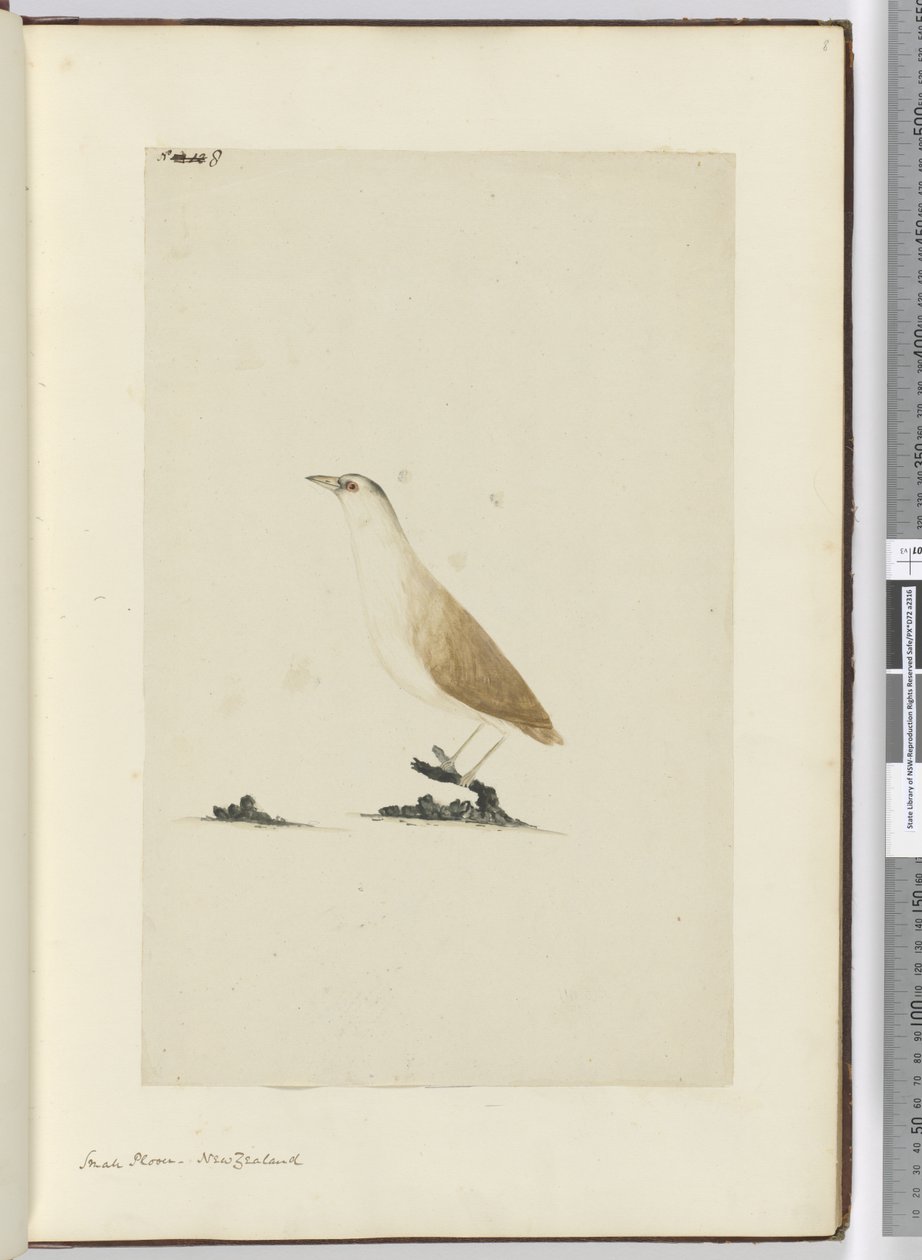 F.8 Sieweczka mała. Nowa Zelandia, 1772-75 (wc) autorstwa Isaac Smith