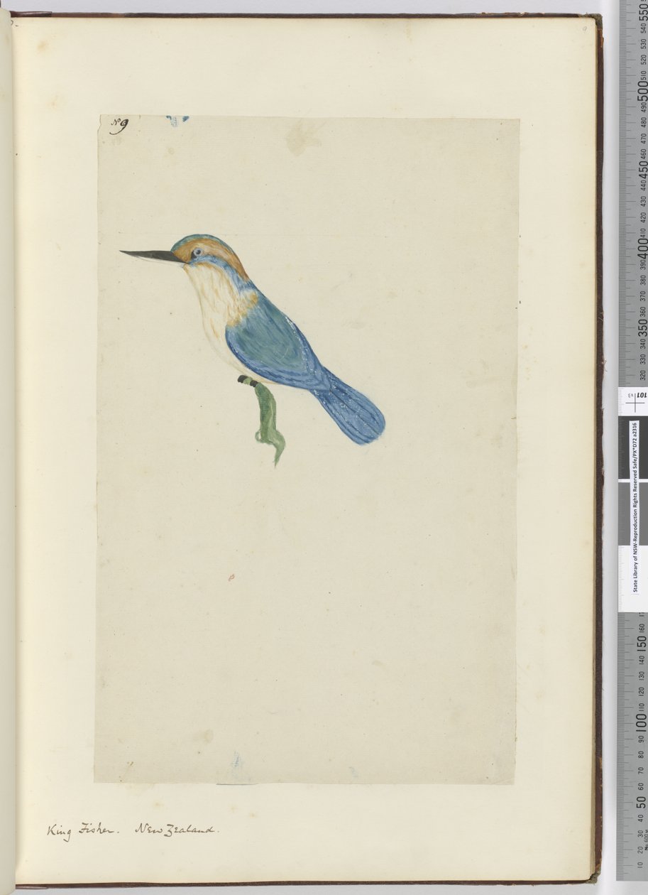 F.9 Król rybak. Nowa Zelandia, 1772-75 (wc) autorstwa Isaac Smith