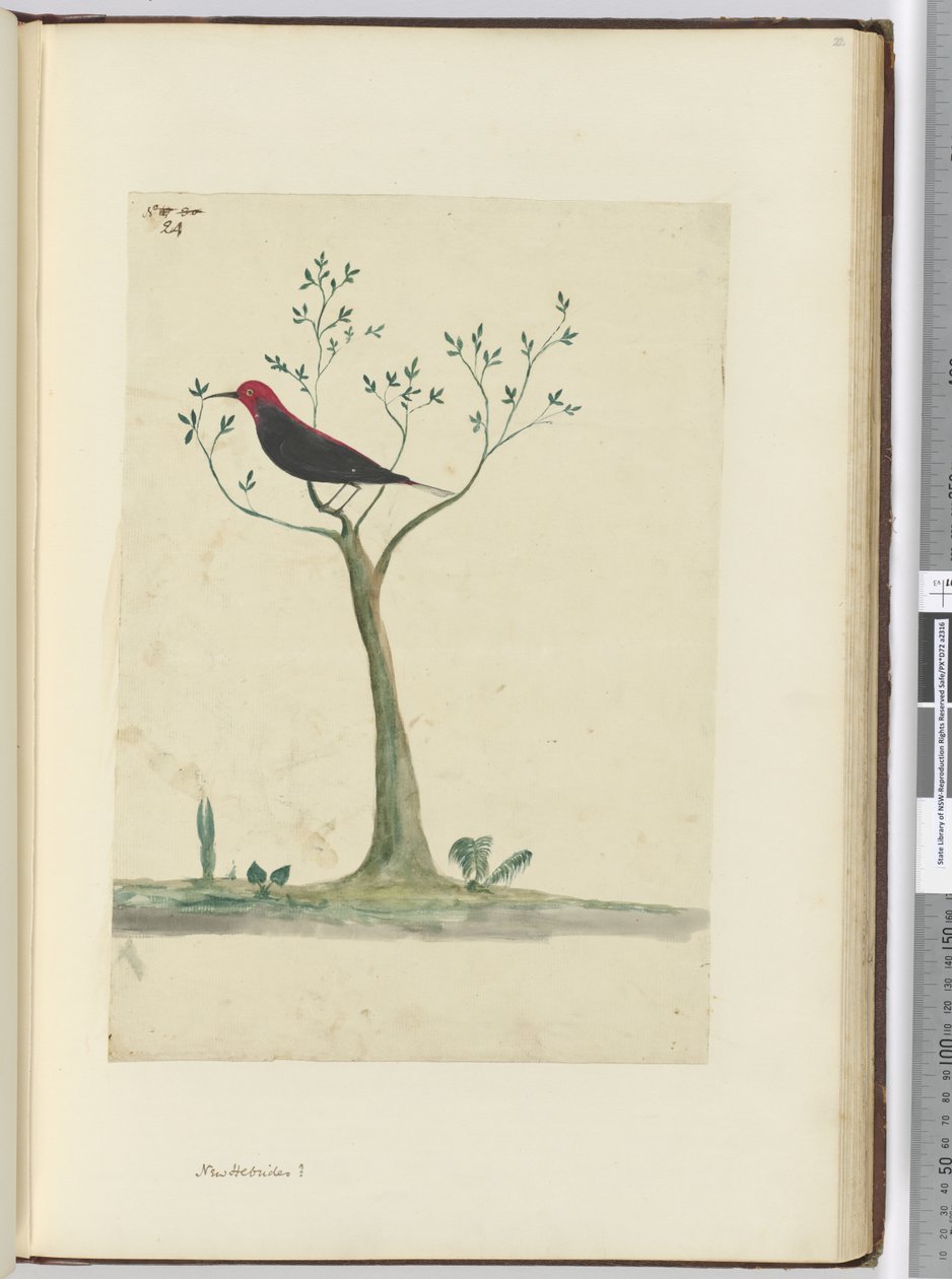 f.24 Nowe Hebrydy?, 1772-75 (wc) autorstwa Isaac Smith