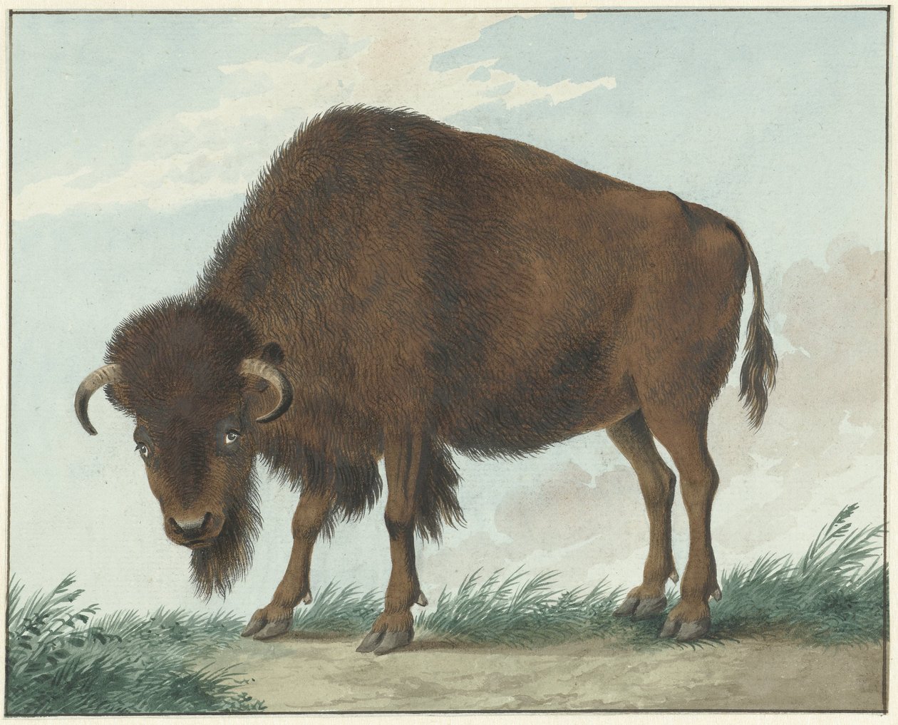 Bizon autorstwa Isaac van Haastert