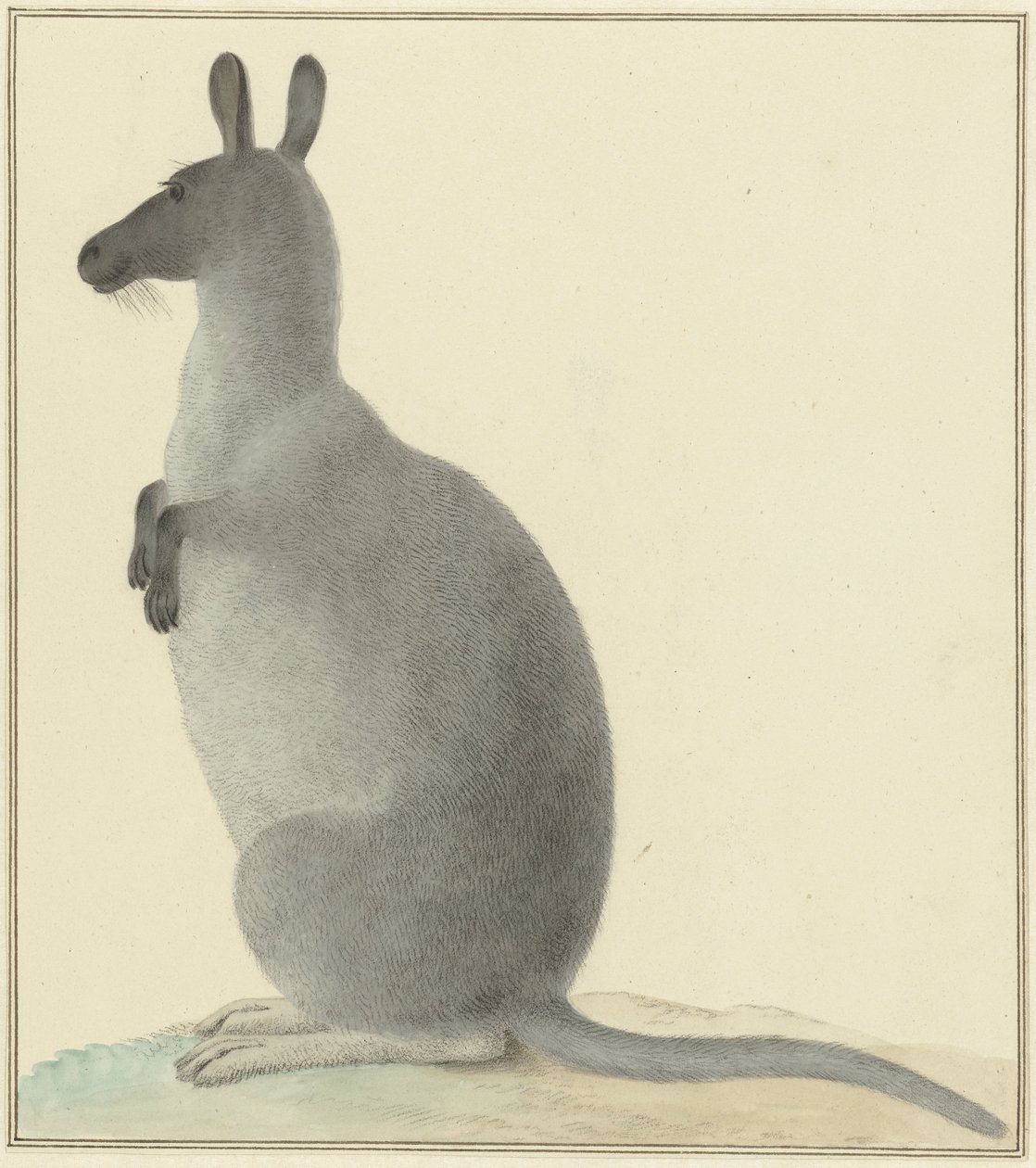 Kangur autorstwa Isaac van Haastert