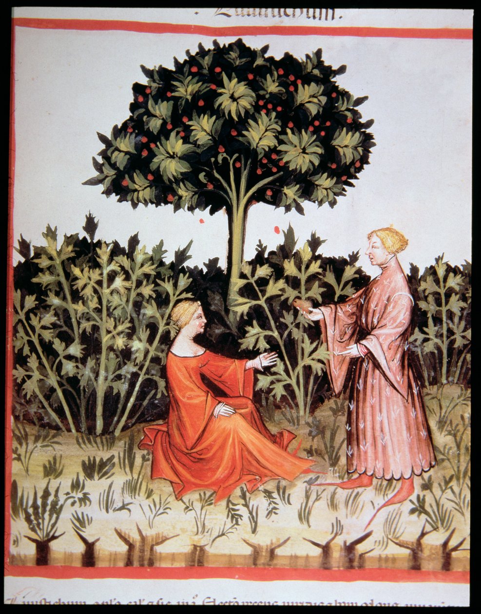 Nova 2644 fol. 36r Zbieranie selera, z Tacuinum Sanitatis Code Vindobonensis autorstwa Italian School