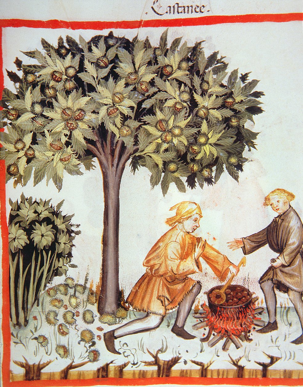 Nova 2644 fol.17r Zbiór i gotowanie kasztanów z Tacuinum Sanitatis Codex Vindobonensis autorstwa Italian School