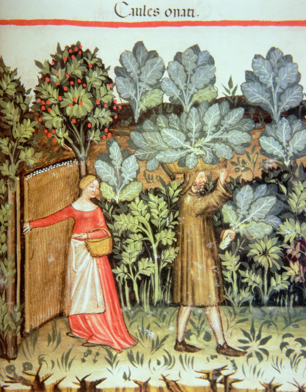 Nova 2644 fol.23r Zbiór kapusty, z Tacuinum Sanitatis Codex Vindobonensis autorstwa Italian School