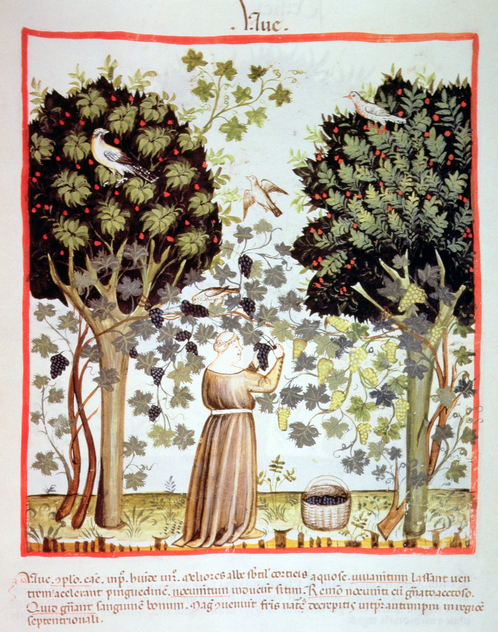 Nova 2644 fol.5r Zbiór winogron, Tacuinum Sanitatis autorstwa Italian School