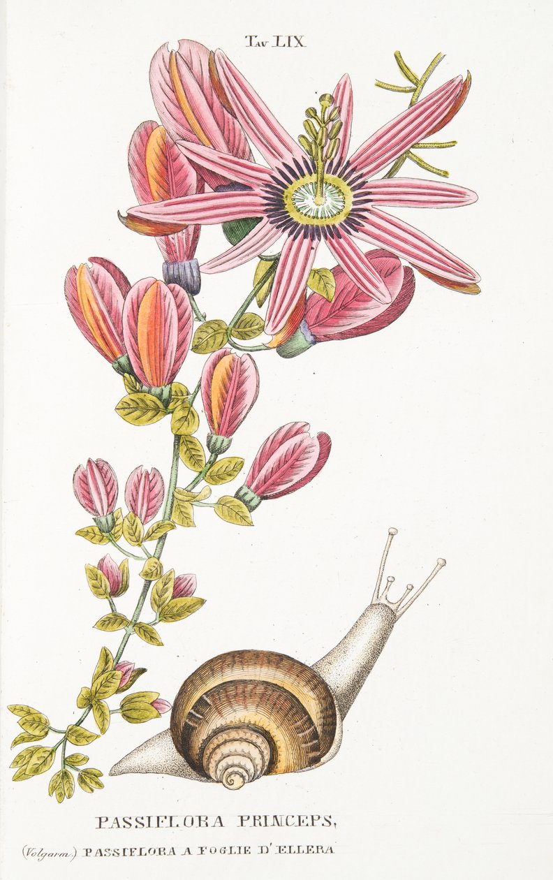 Passiflora Princeps, płyta LIX, z LAntotrofia Ossia La Coltivazione DeFiori autorstwa Antonio Piccioli, wyd. 1834 autorstwa Italian School