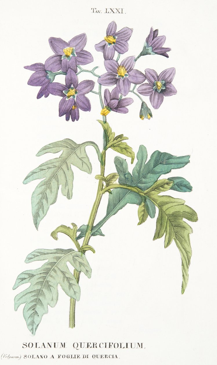 Solanum Quercifolium, ilustracja LXXI, z Antotrofii czyli uprawy DeFiori autorstwa Antonio Piccioli, wyd. 1834 autorstwa Italian School