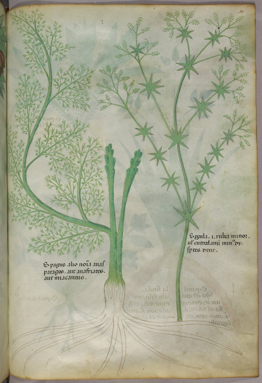 Ilustracja botaniczna, ok. 1440 r. (tusz i kolor na welinie) autorstwa Italian School