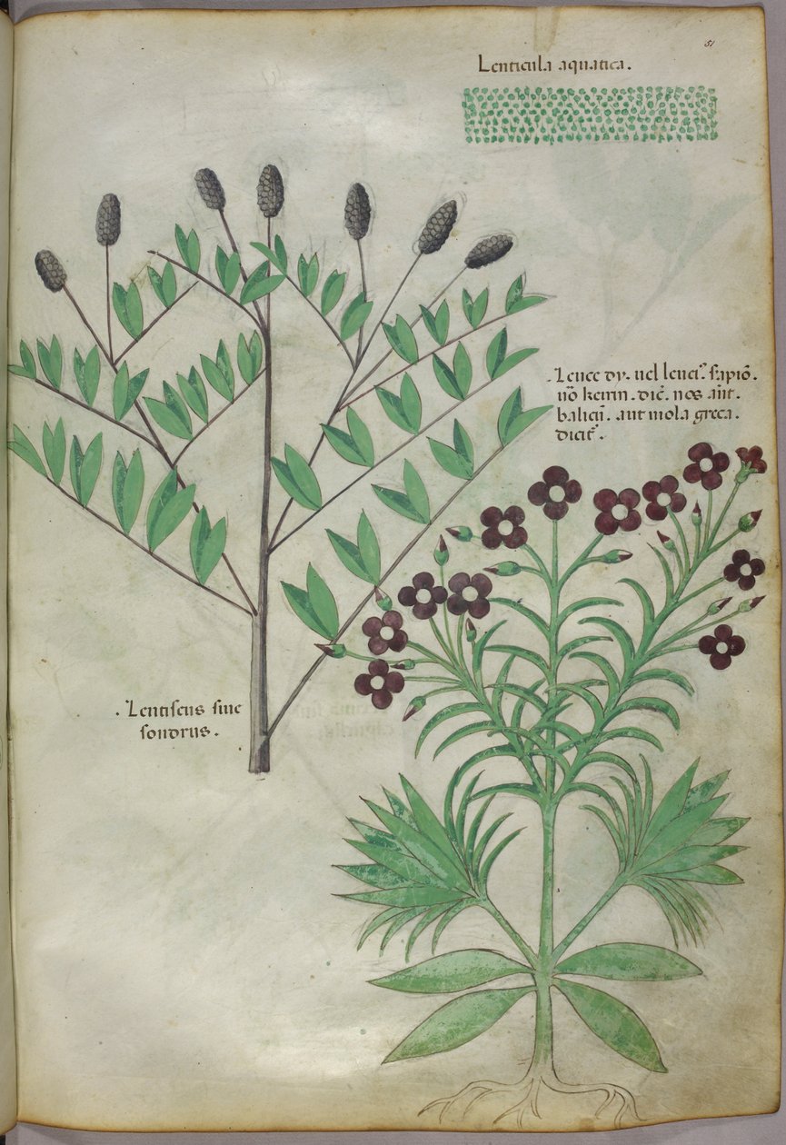 Ilustracja botaniczna, ok. 1440 r. (tusz i kolor na welinie) autorstwa Italian School