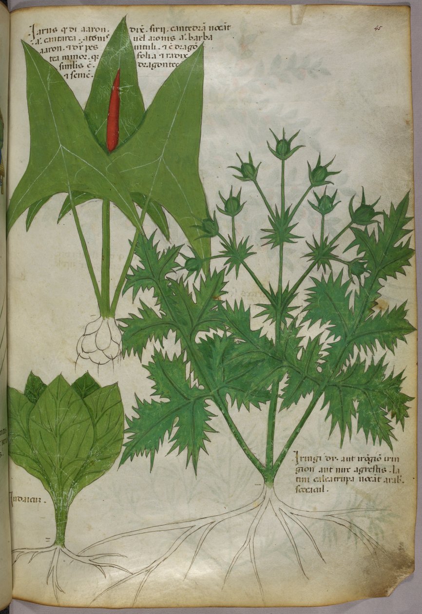 Ilustracja botaniczna, ok. 1440 r. (tusz i kolor na welinie) autorstwa Italian School