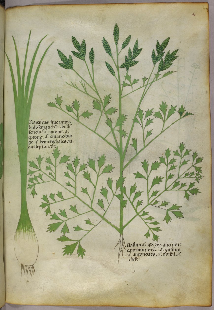 Ilustracja botaniczna, ok. 1440 r. (tusz i kolor na welinie) autorstwa Italian School