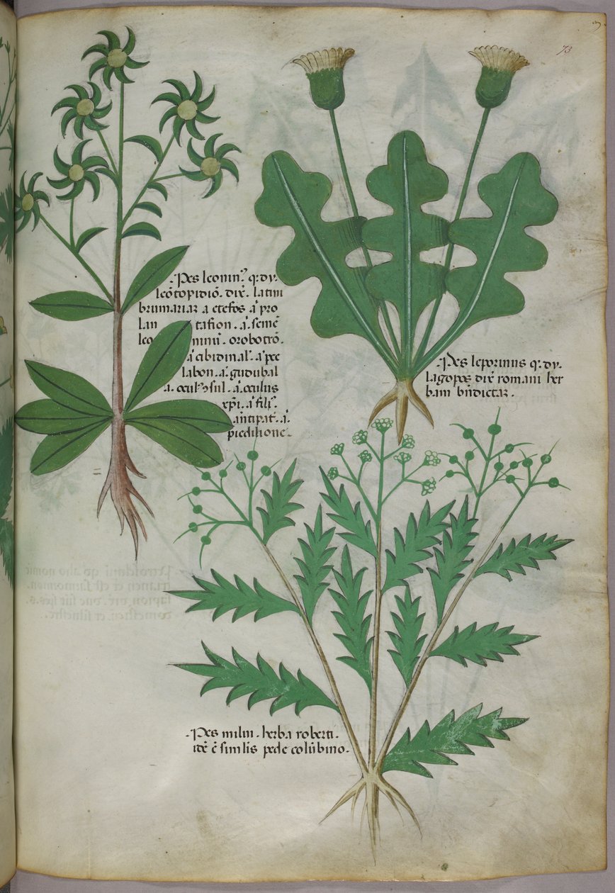 Ilustracja botaniczna, ok. 1440 r. (tusz i kolor na welinie) autorstwa Italian School