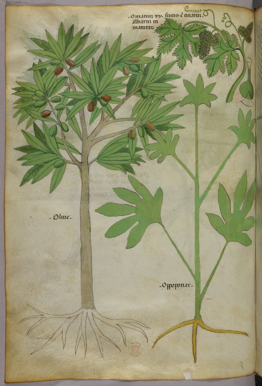 Ilustracja botaniczna, ok. 1440 r. (tusz i kolor na welinie) autorstwa Italian School