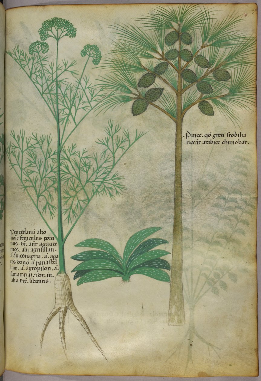 Ilustracja botaniczna, ok. 1440 r. (tusz i kolor na welinie) autorstwa Italian School