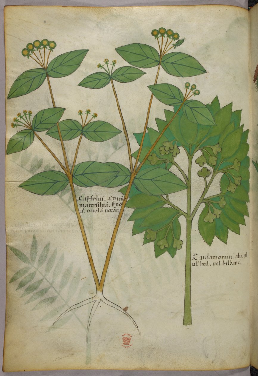 Ilustracja botaniczna, ok. 1440 r. (tusz i kolor na welinie) autorstwa Italian School