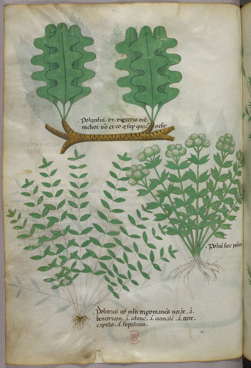 Ilustracja botaniczna, ok. 1440 r. (tusz i kolor na welinie) autorstwa Italian School