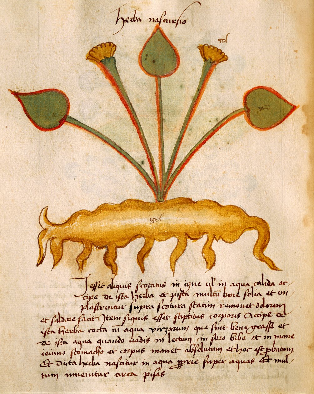 Herba Nasturzio autorstwa Orgione Rizzardo autorstwa Italian School