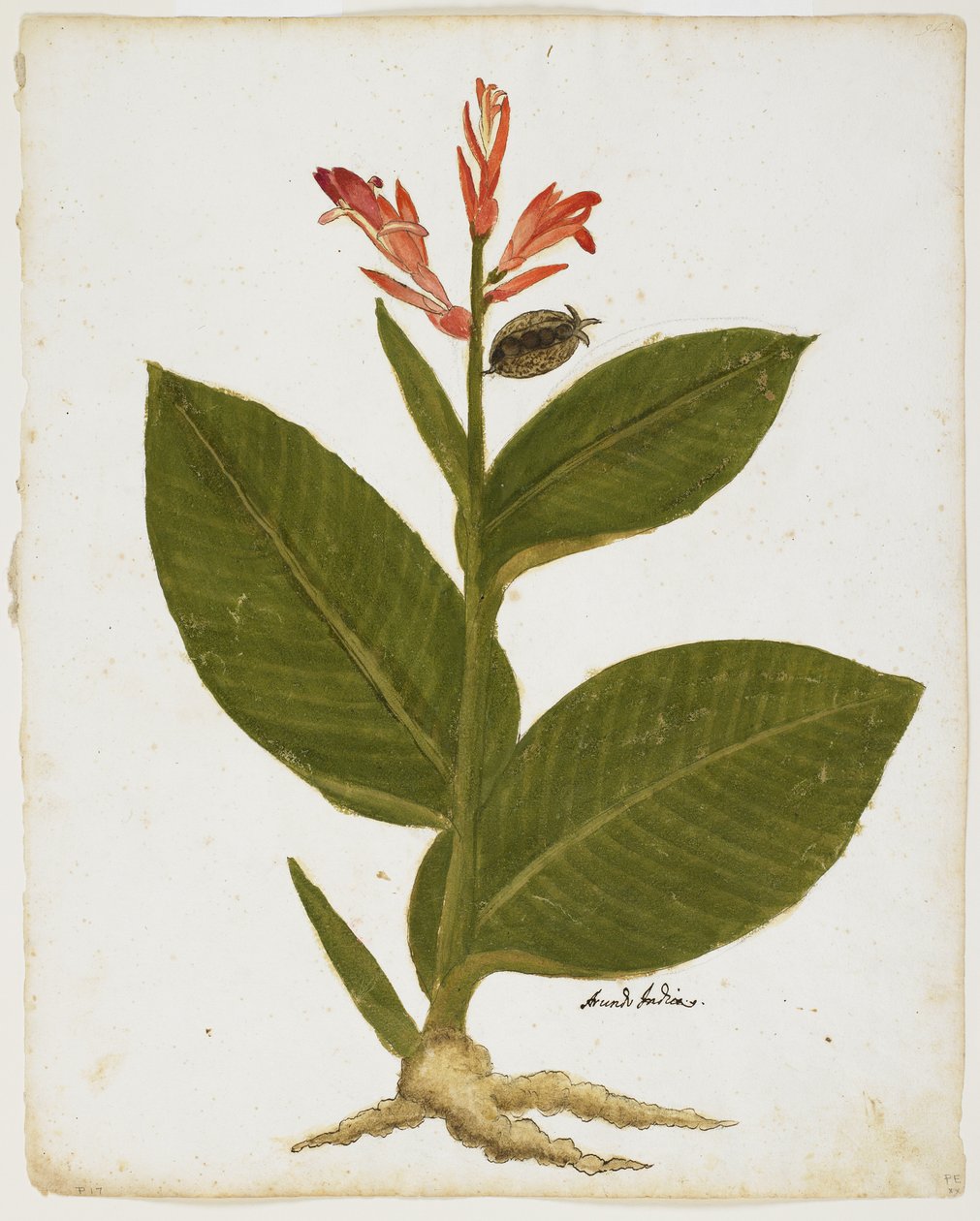Indian Shot (Canna indica) (wc na papierze) autorstwa Italian School