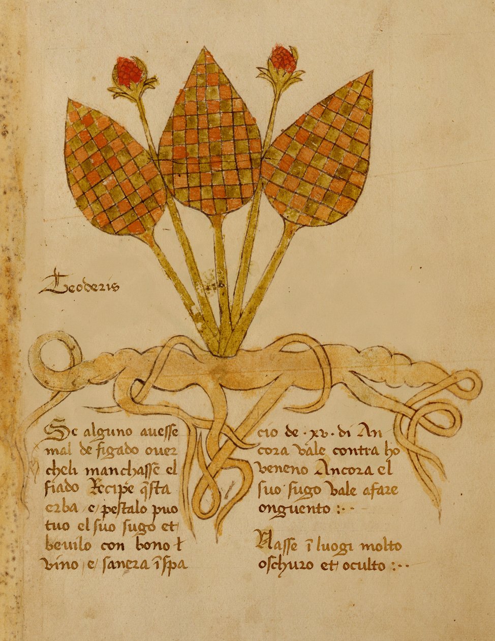 Ms 1591 Fol.19r Herba Teoderis (welum) autorstwa Italian School