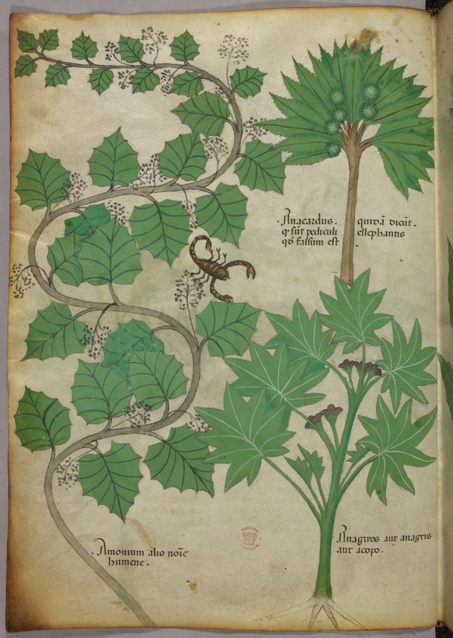 Sloane 4016 f.3v Ilustracja botaniczna, c.1440 (welin) autorstwa Italian School