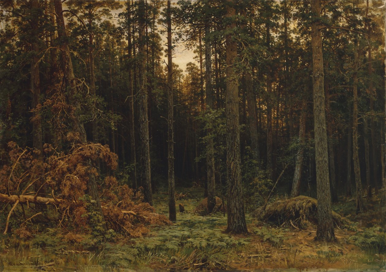 Sosna, 1885 autorstwa Ivan Ivanovich Shishkin
