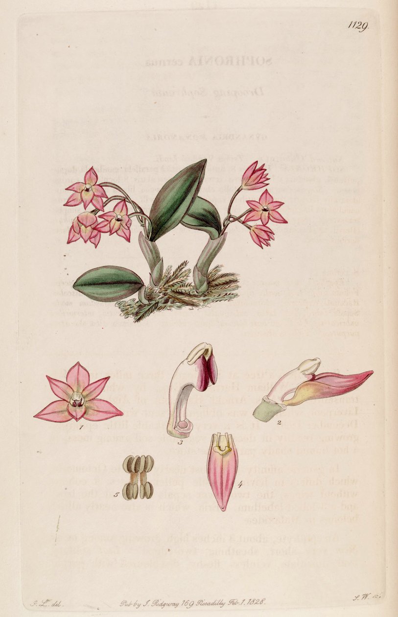 Ilustracja Sophronitis cernua (jako syn. Sophronia cernua) autorstwa J. L.