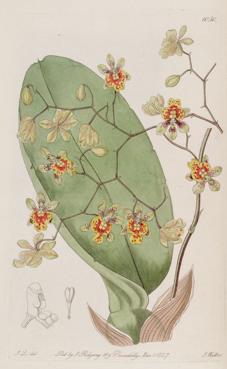 Ilustracja Oncidium divaricatum autorstwa J. L. del.