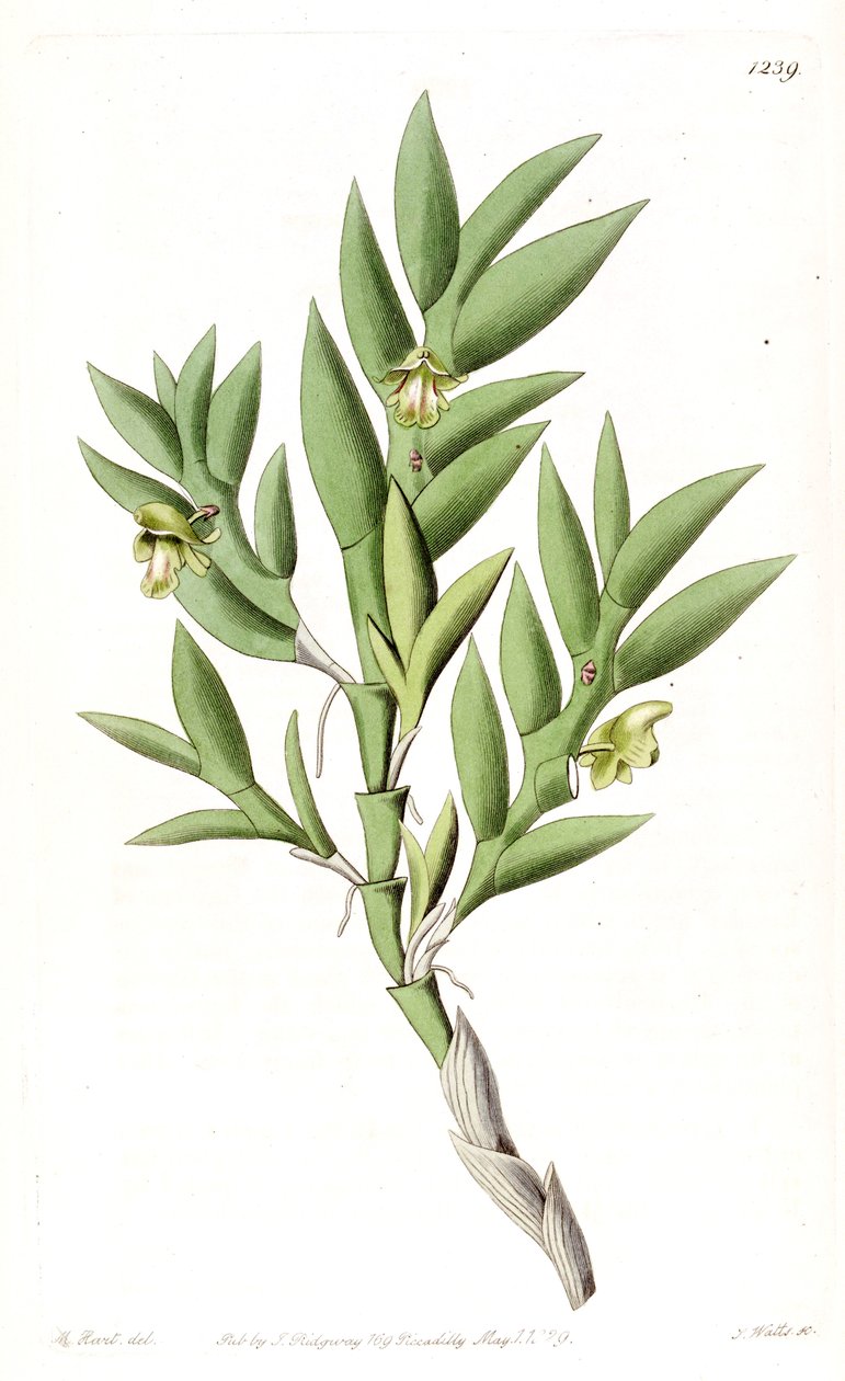 Aporum ances lub Dendrobium ances autorstwa Jams  Watts