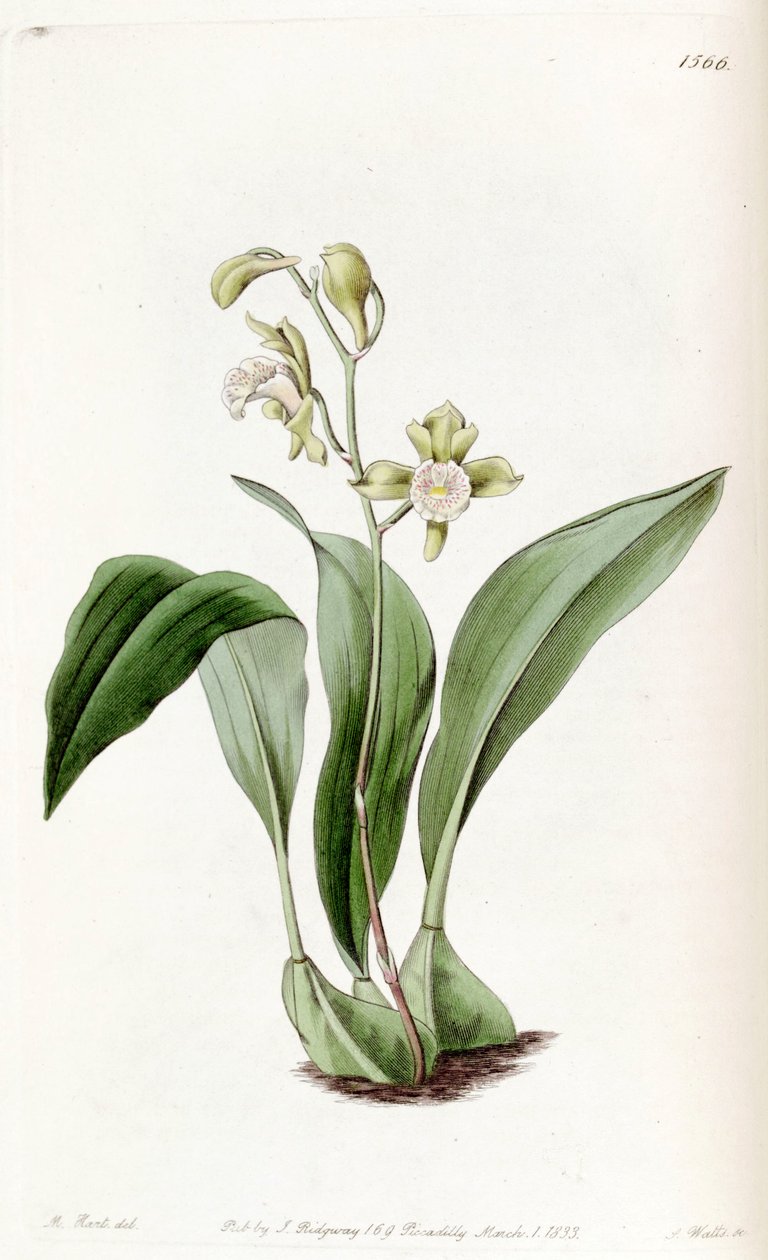 Bifrenaria racemosa (jako syn. Maxillaria racemosa) autorstwa Jams  Watts