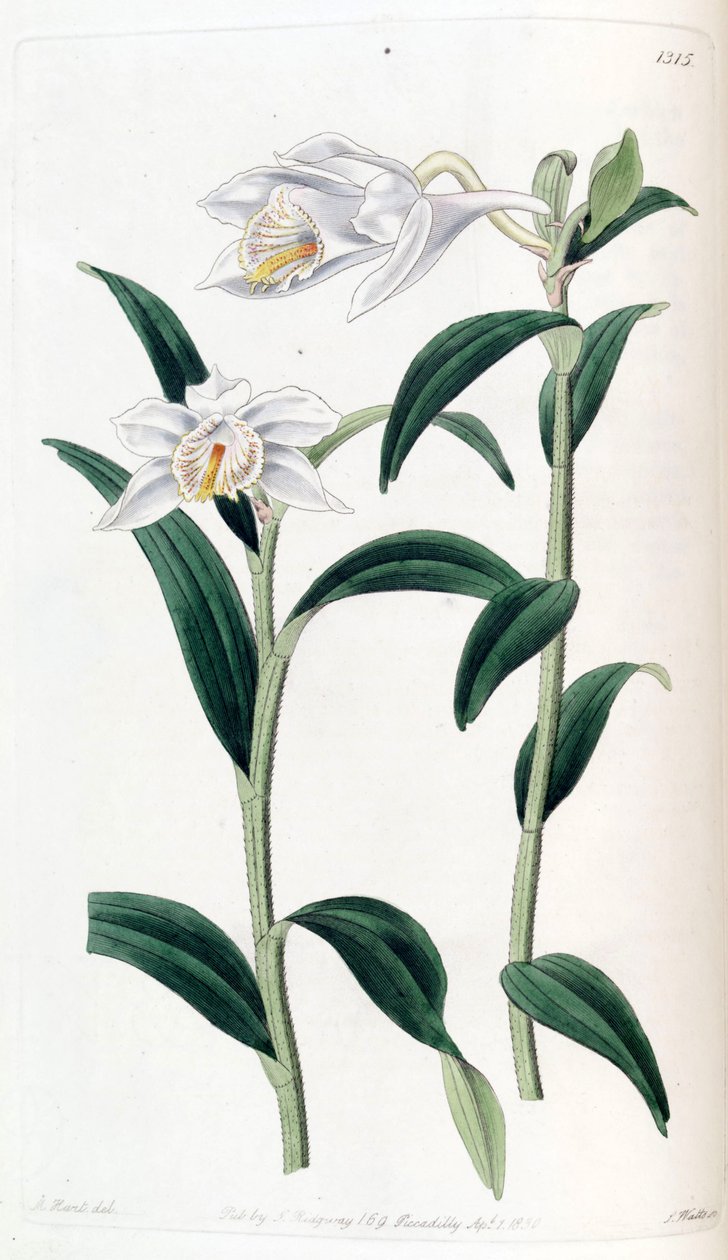 Dendrobium longicornu autorstwa Jams  Watts