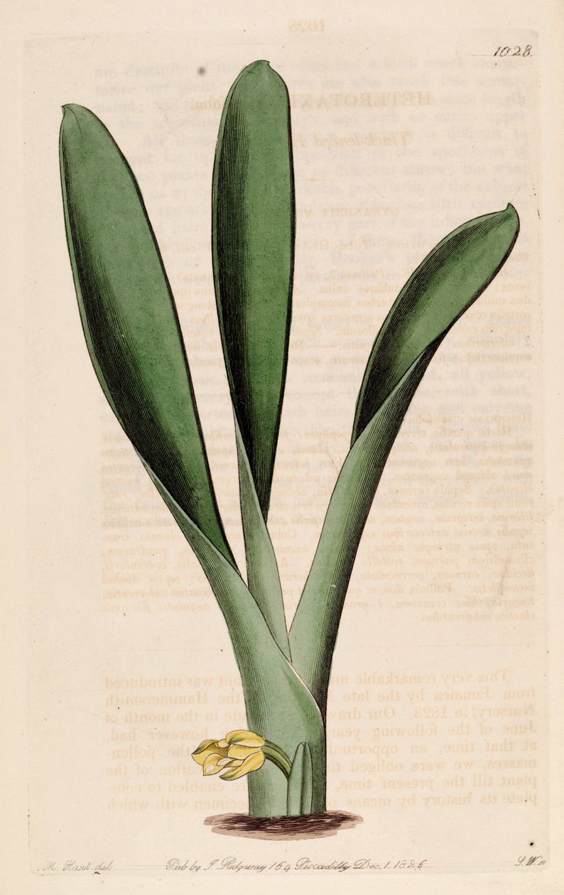 Ilustracja Heterotaxis sessilis (jako syn. Heterotaxis crassifolia) autorstwa Jams  Watts