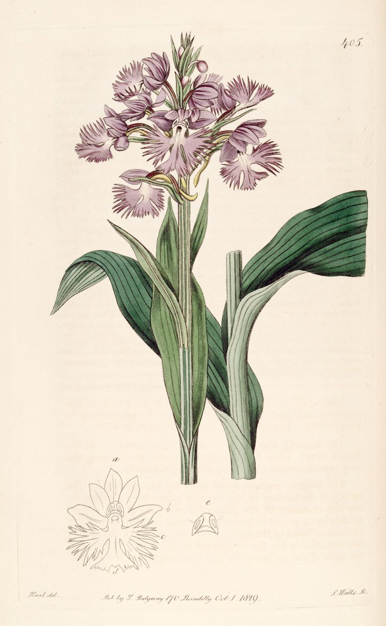 Ilustracja Platanthera grandiflora (jako syn. Habenaria fimbriata) autorstwa Jams  Watts