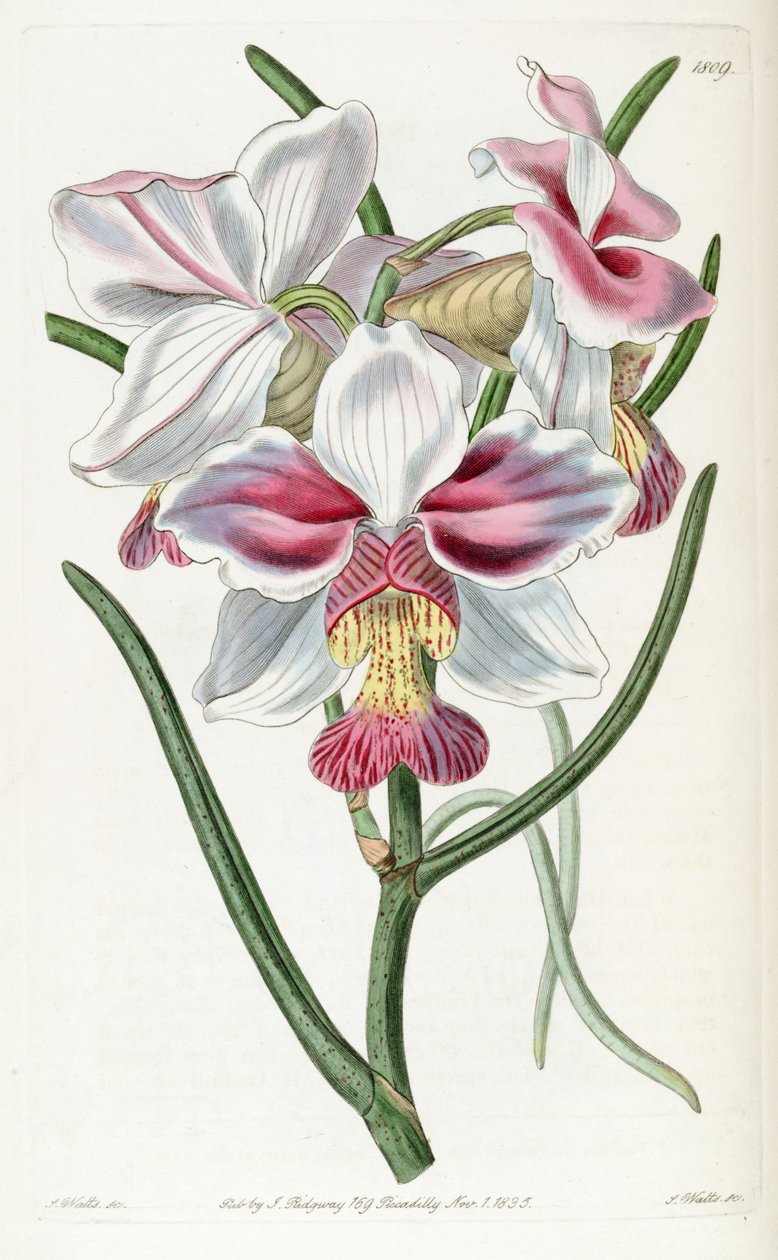 Papilivunante Teresh (Ass. Vanda Teresh) autorstwa Jams  Watts