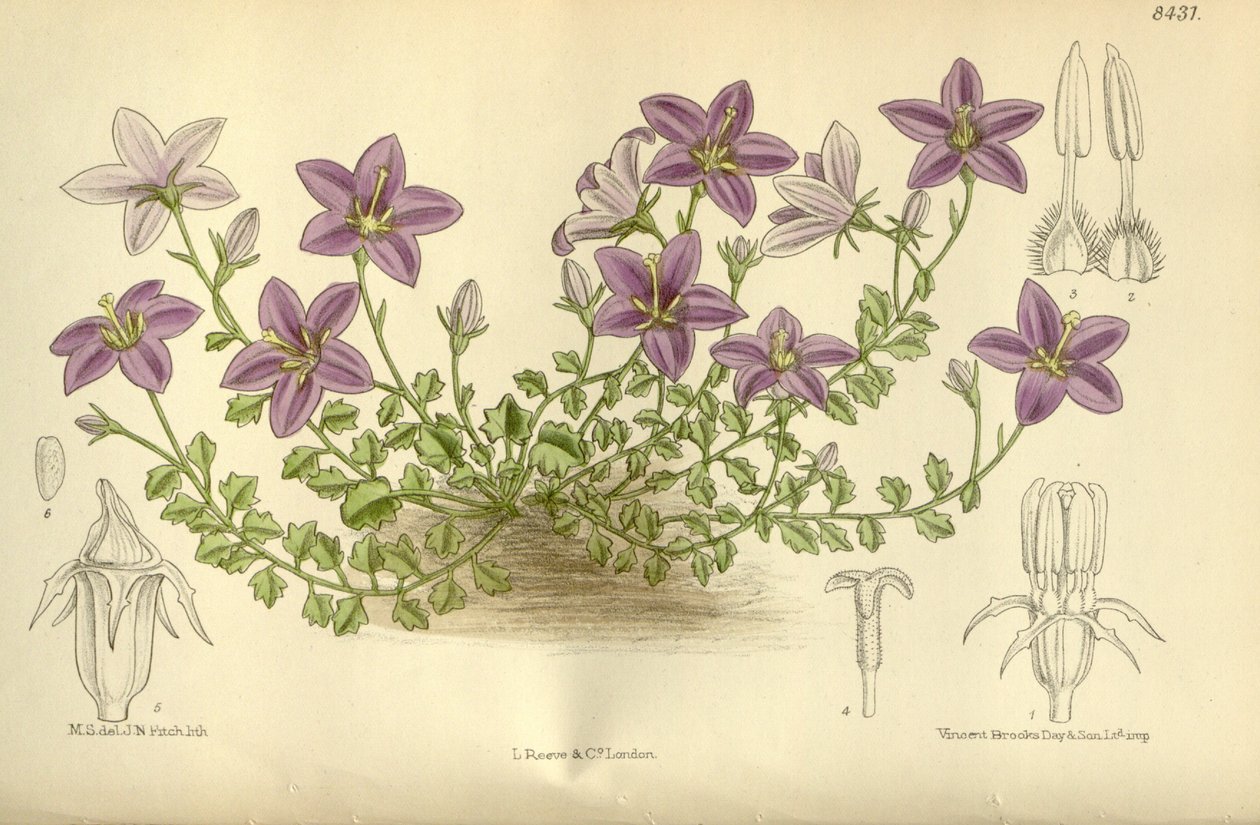 Campanula_arvatica, Campanulaceae autorstwa J.N. Fitch