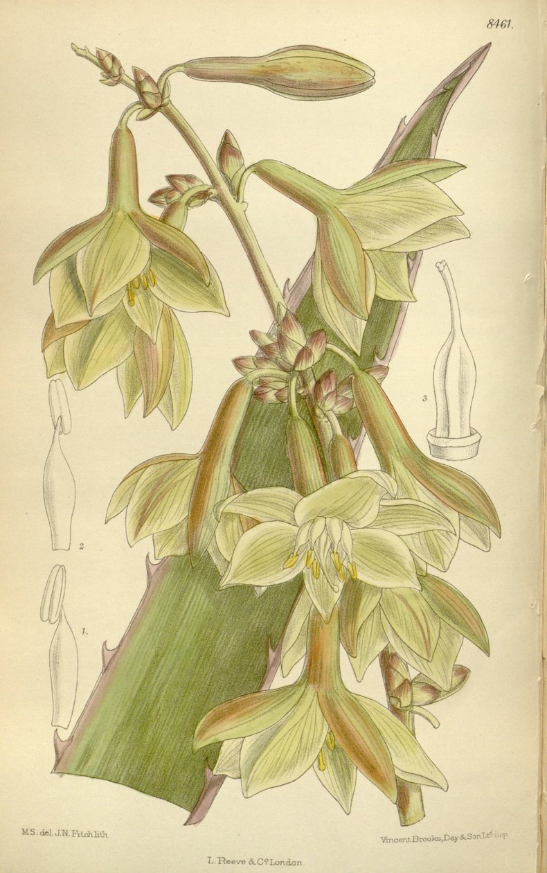 Furcraea elegans (= Furcraea mocno), Asparagaceae, Agavoideae autorstwa J.N. Fitch