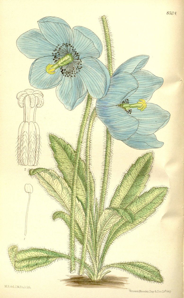 Meconopsis simplicifolia, Papaveraceae autorstwa J.N. Fitch
