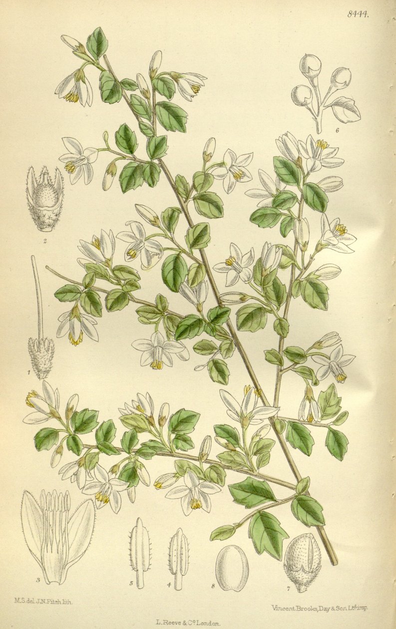 Styrax wilsonii, Styracaceae autorstwa J.N. Fitch